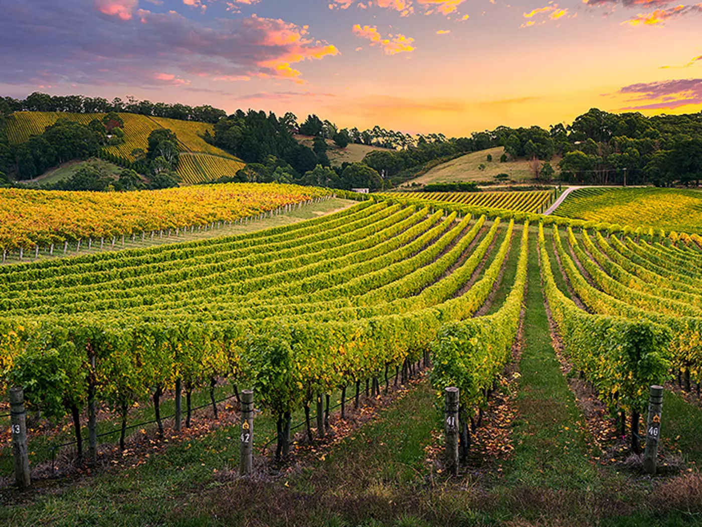 Vineyard in Barossa