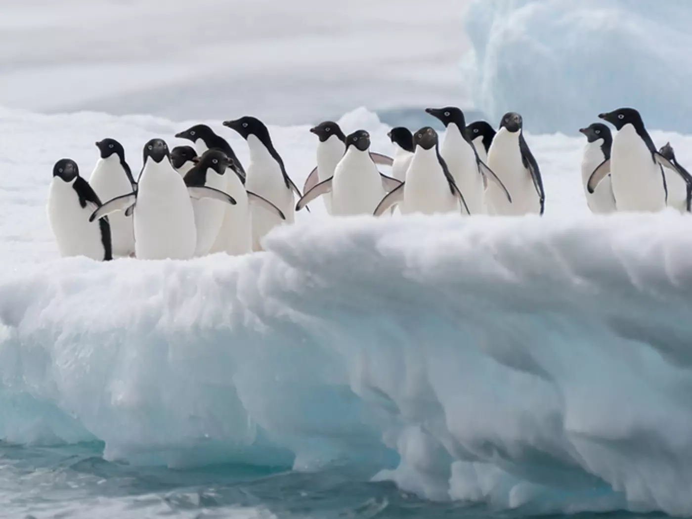 Adelie penguins on a iceberg in Antarctica