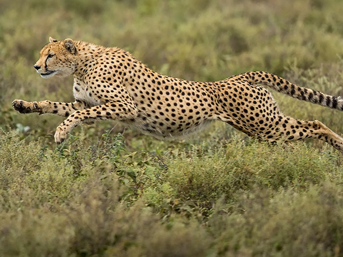 Ngorongoro Conservation Area