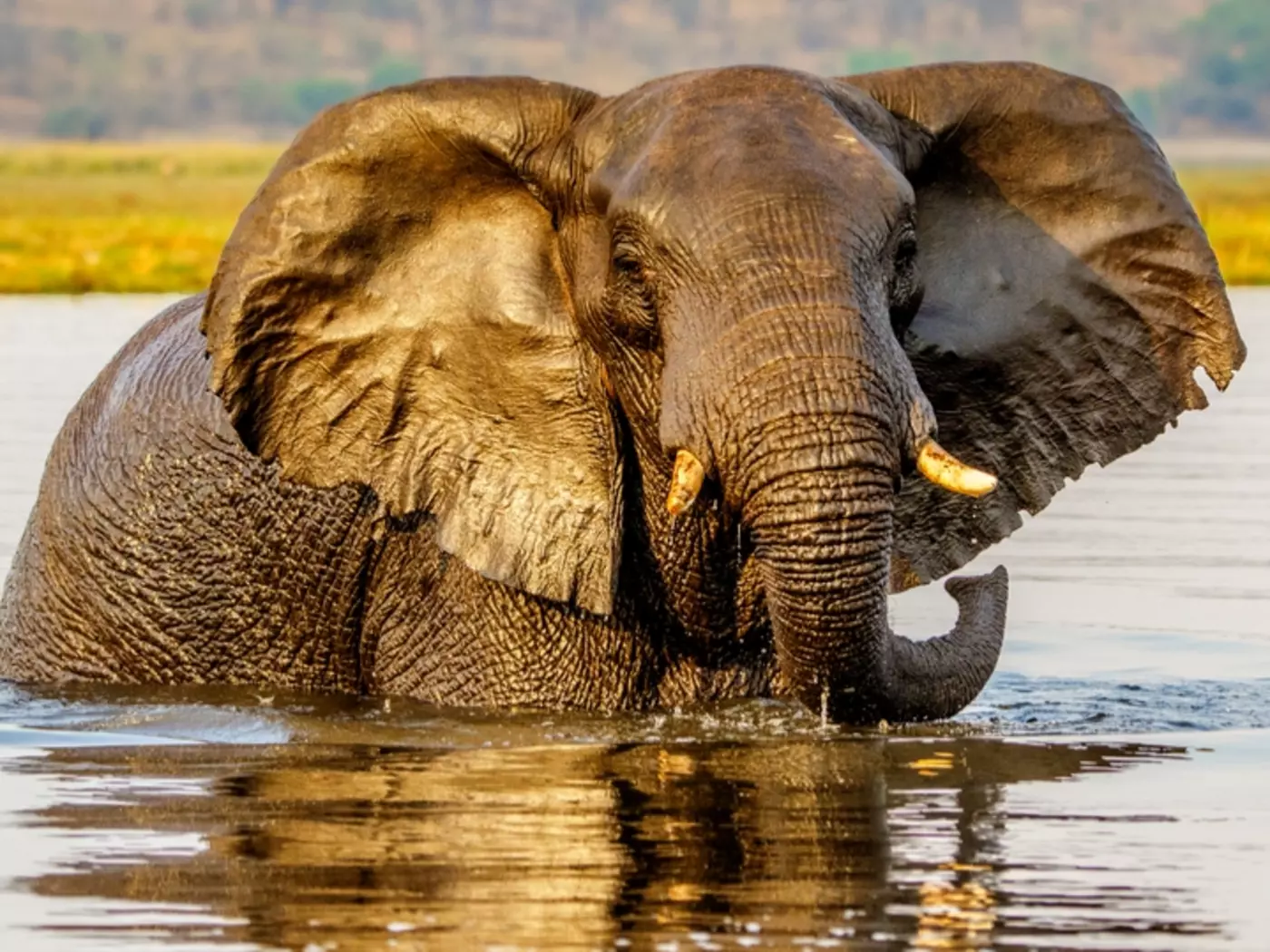 Kalahari elephants, Chobe National Park