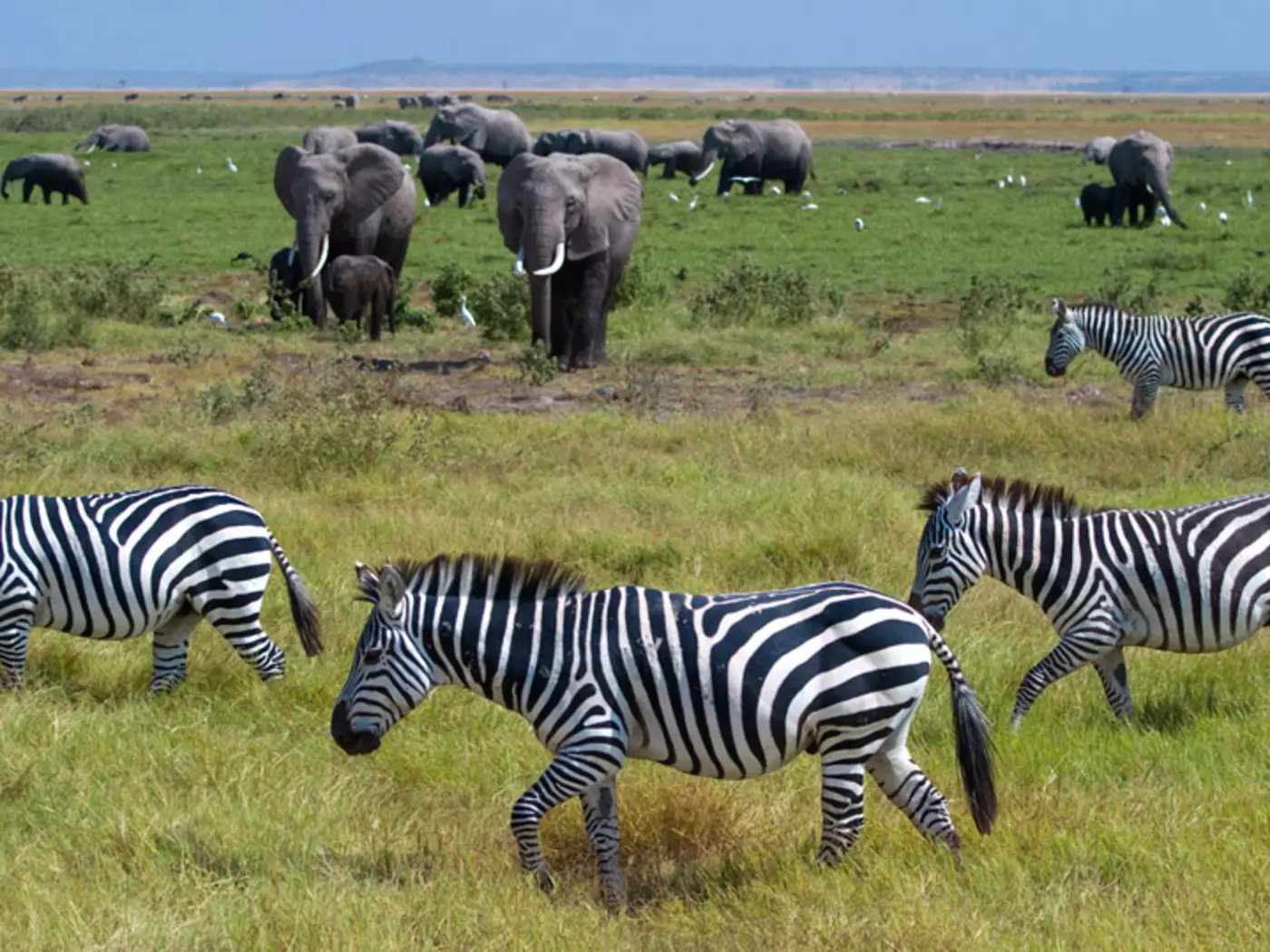 Amboseli Zebras and Elephants Galore