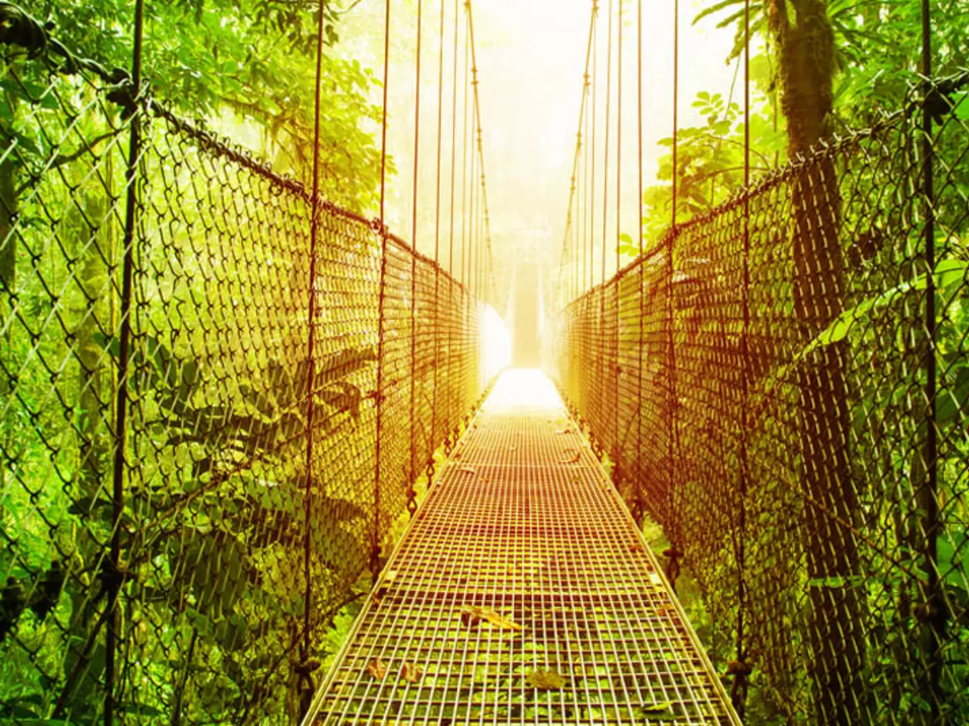 The Arenal Hanging Bridges