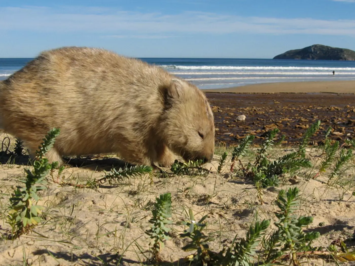 Australian Wombat