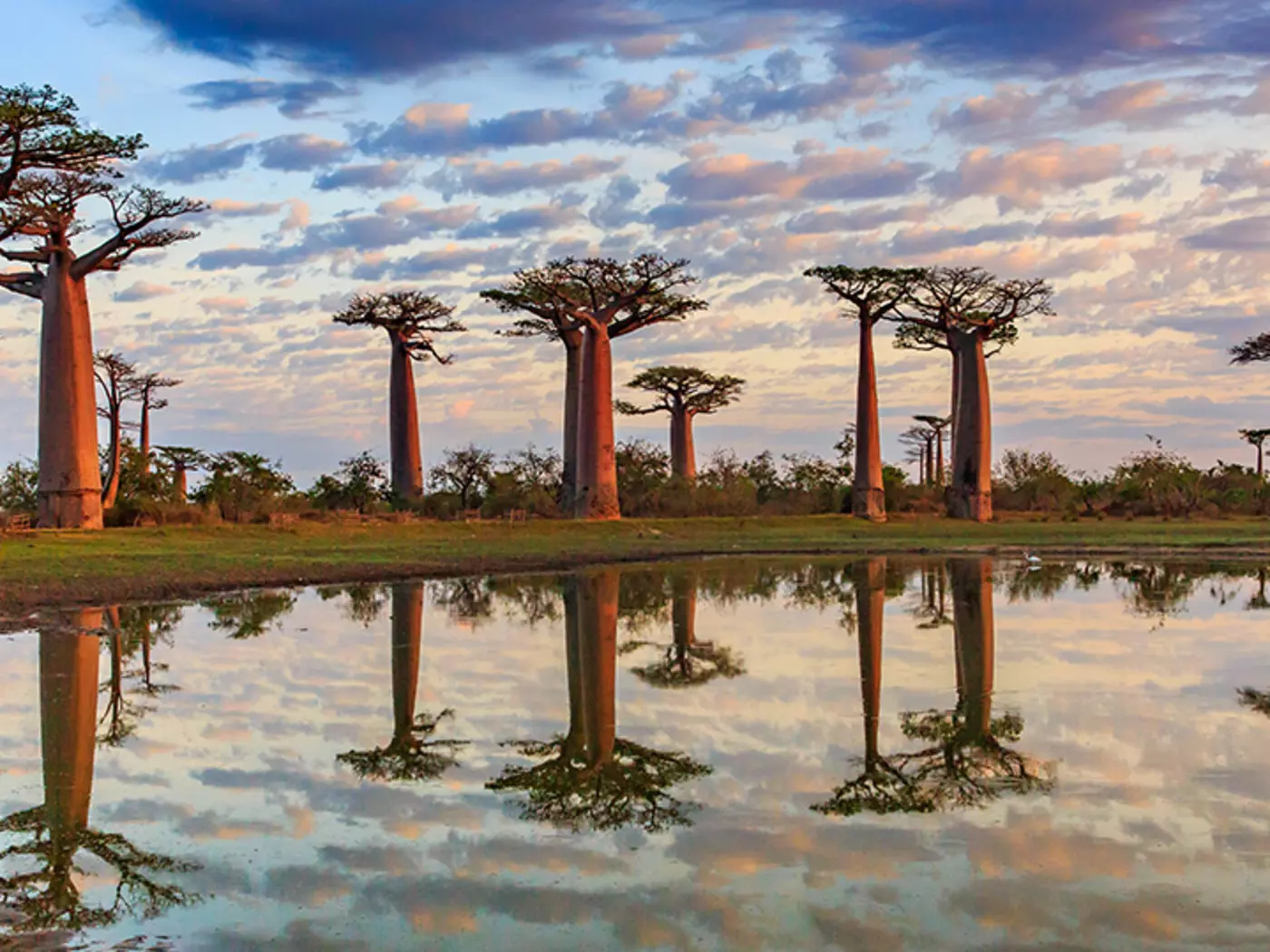 Madagascar's Baobabs Madagascar's Baobabs