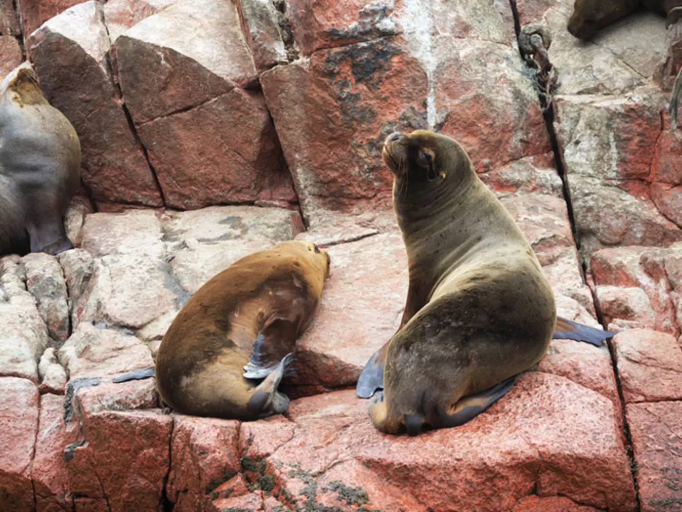 Ballestas Islands, Paracas