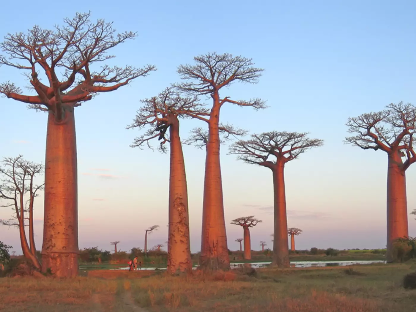 Baobab Alley
