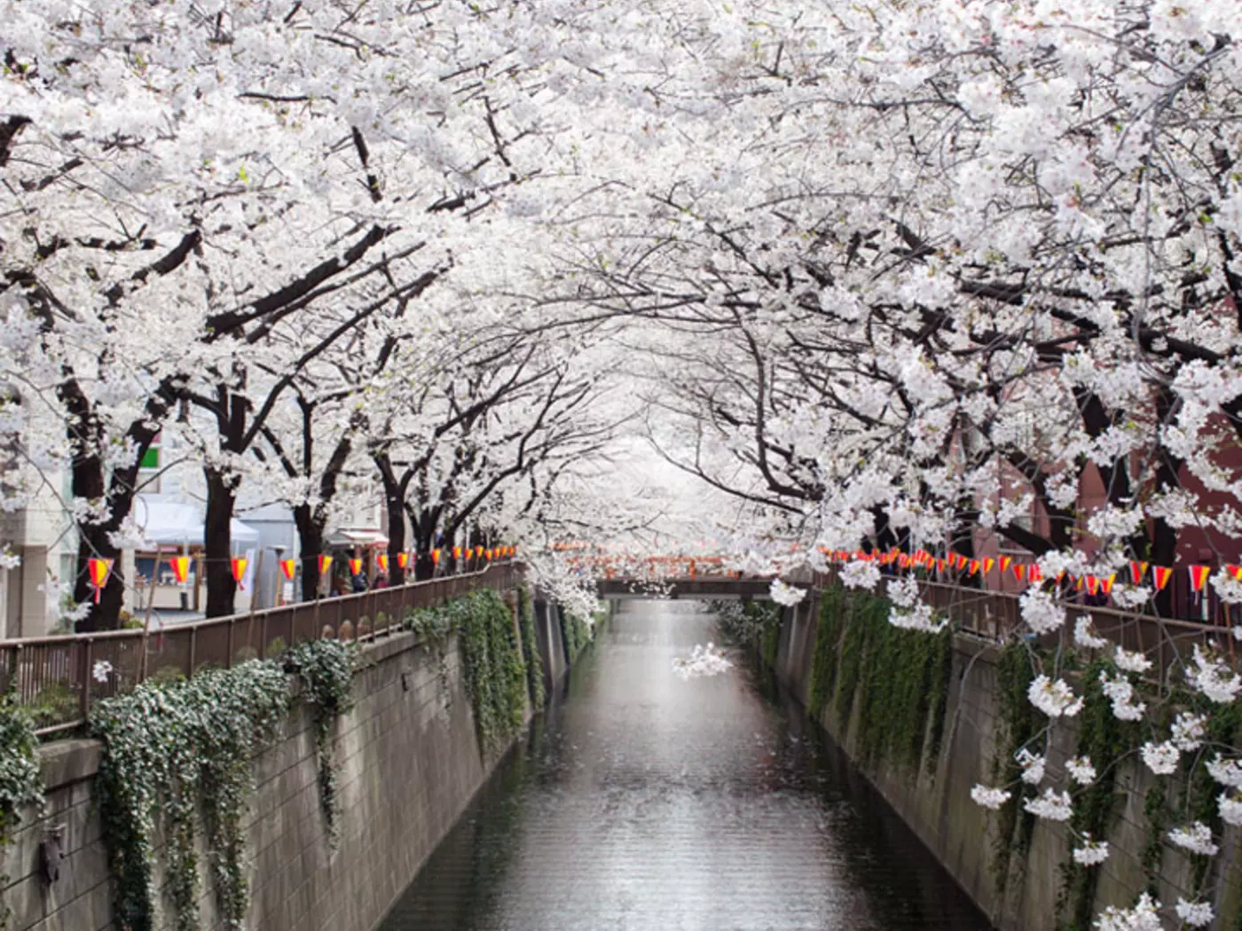 Cherry Blossom Tunnel