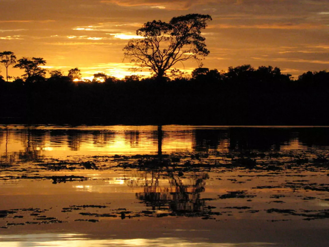 Cruising the Amazon