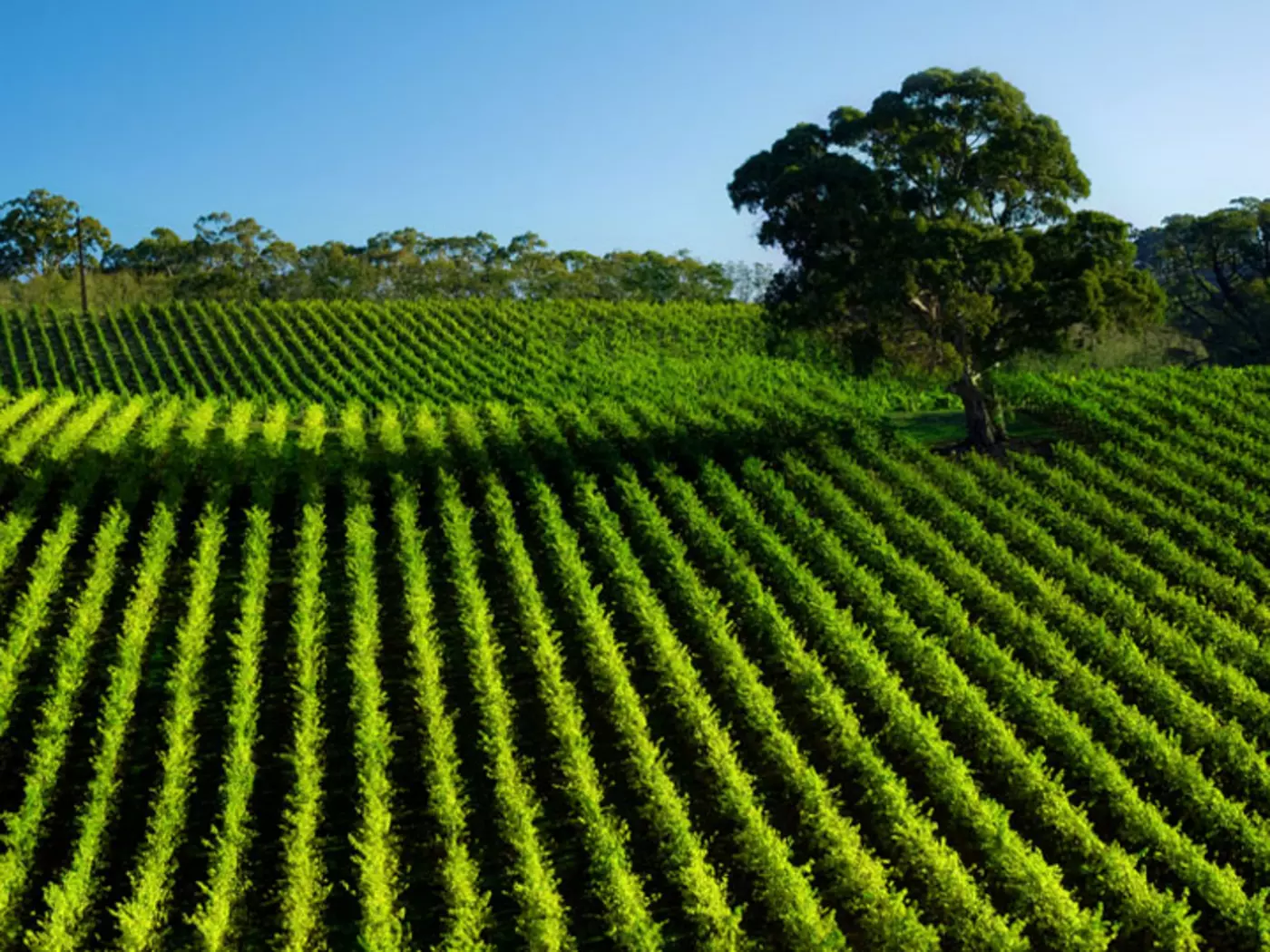 Beautiful Vineyard in the Barossa Valley