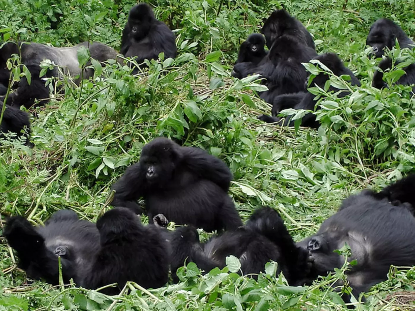 A Family of Mountain Gorillas