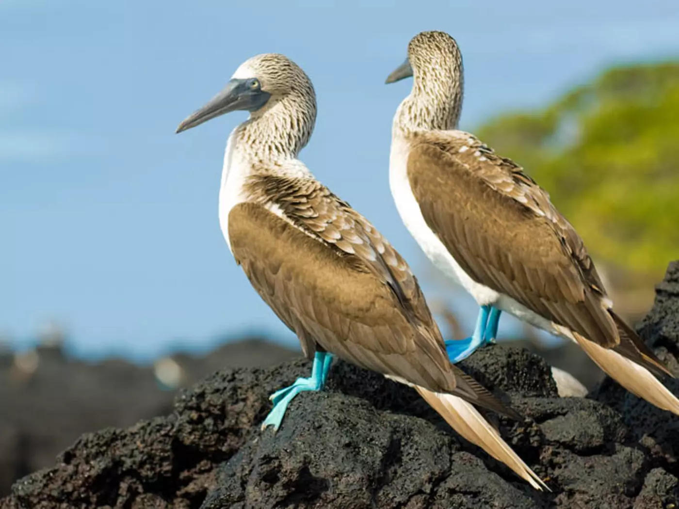 Blue Footed Boobies Blue Footed Boobies
