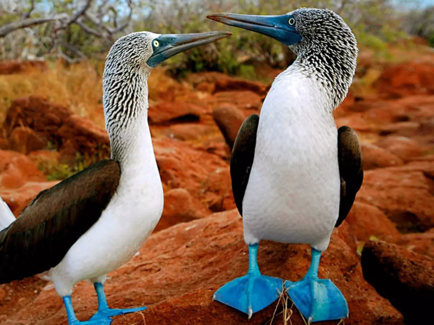 Blue-footed boobies are aptly named. The males take great pride in their fabulous feet