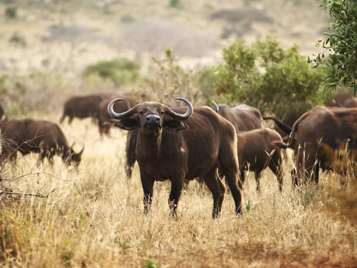 Buffalo in Amboseli National Park