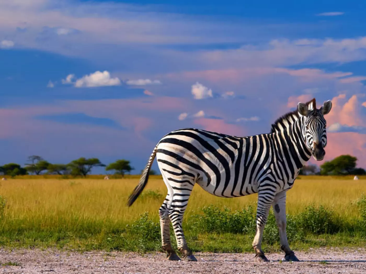 Nxai Pan zebra migration