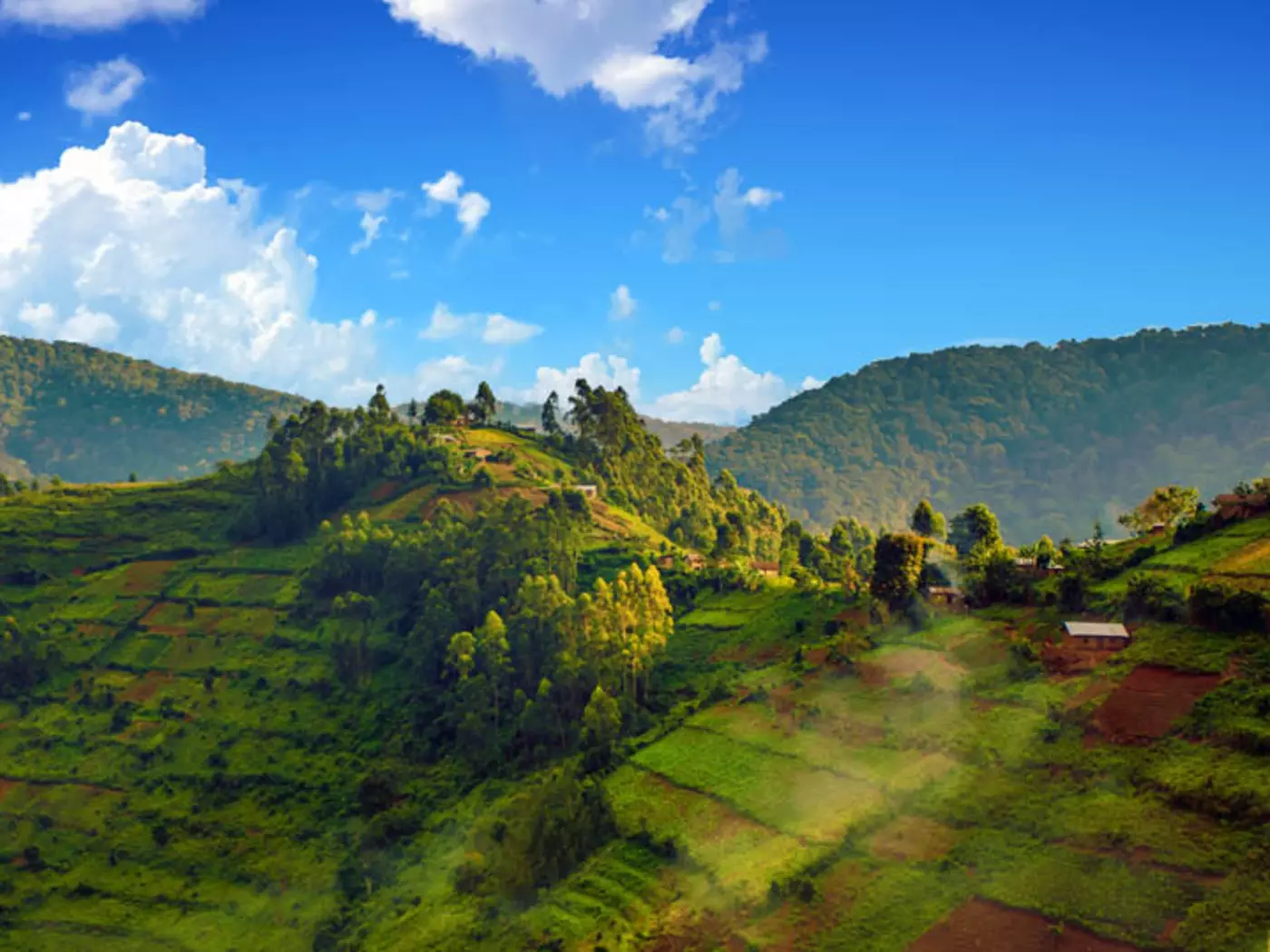 Bwindi Impenetrable Forest National Park