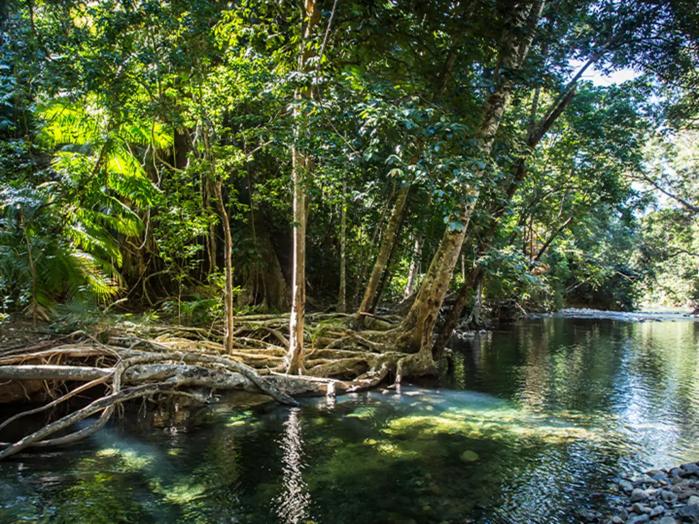 Cape Tribulation