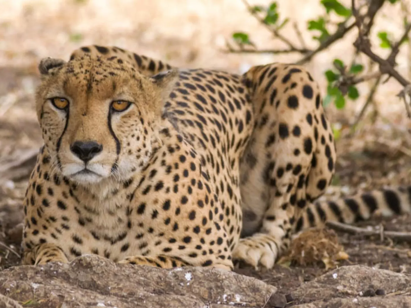 Cheetah in the Masai Mara