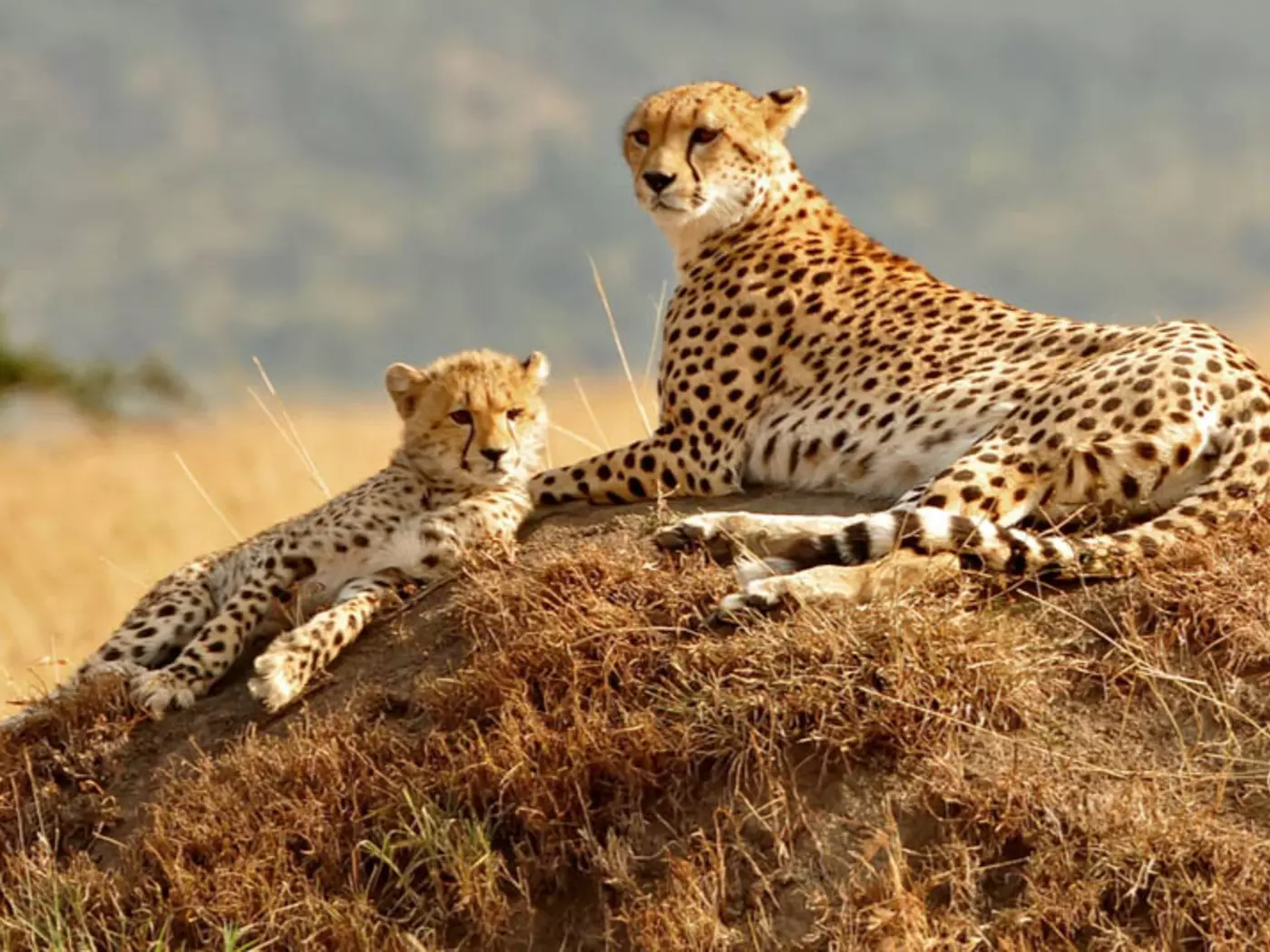 Kenya's Masai Mara