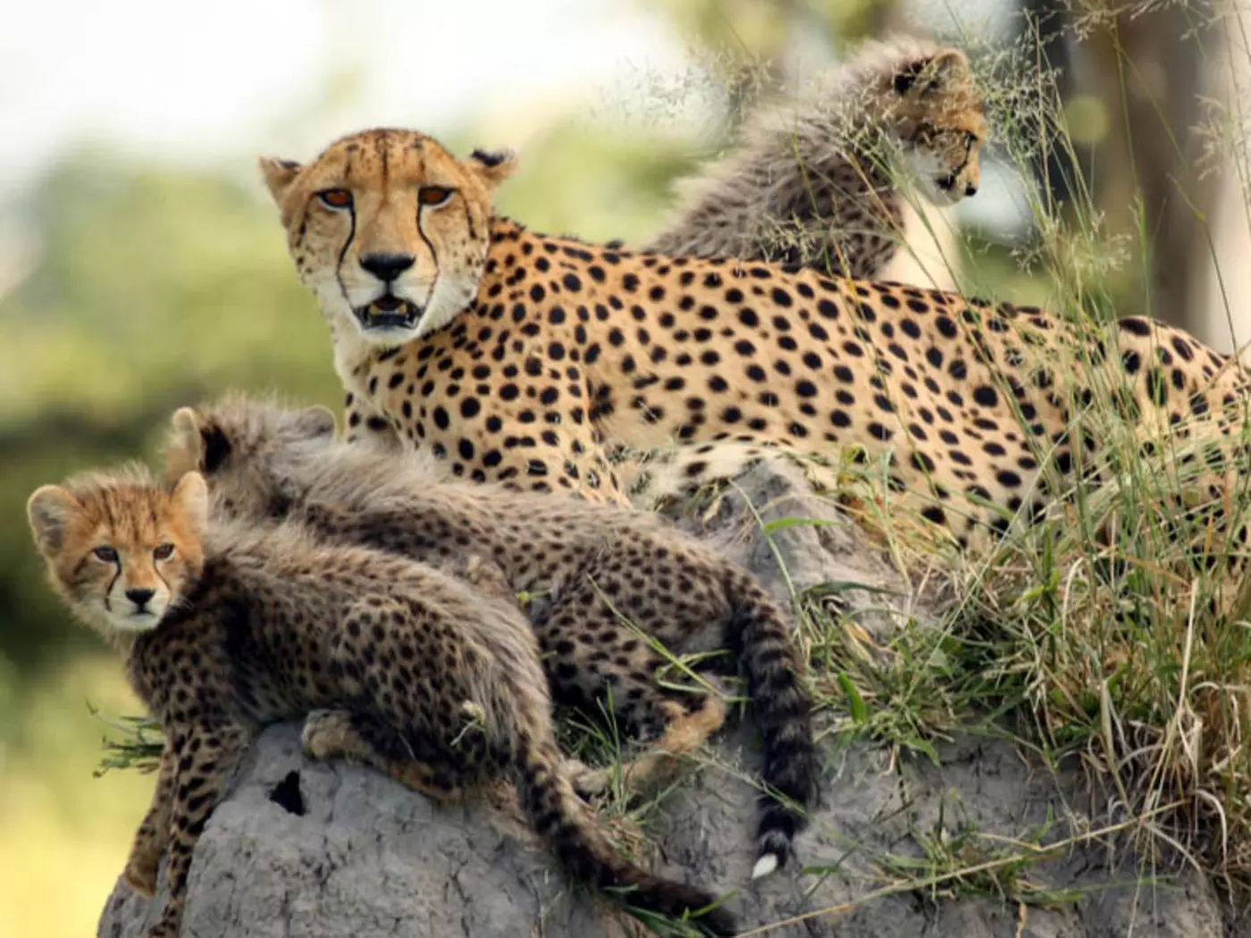 The Okavango Delta