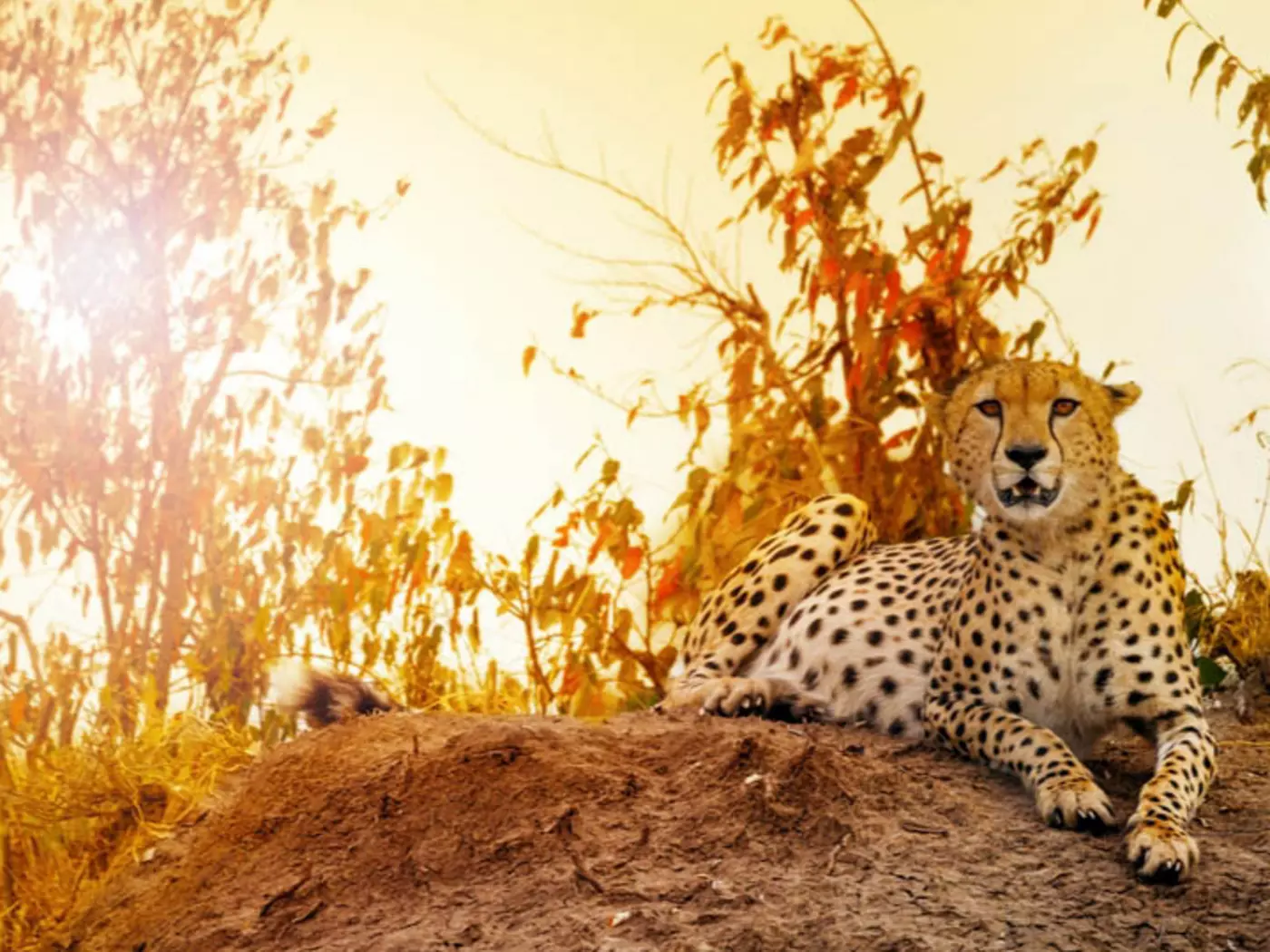 Amboseli