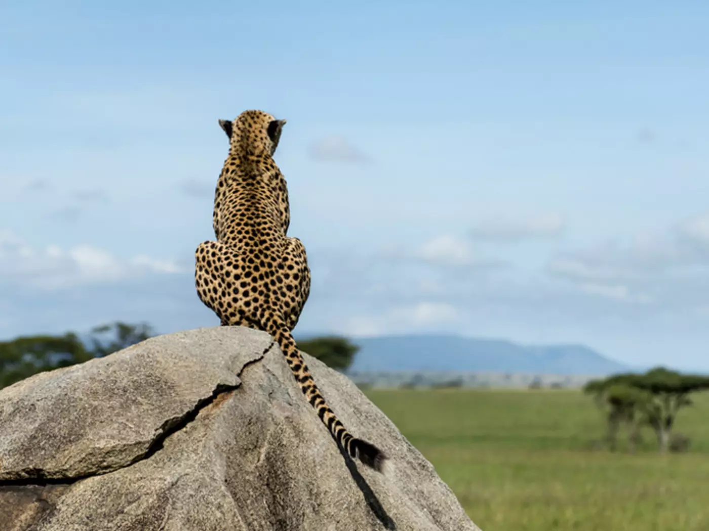 Cheetah on the Serengeti Cheetah on the Serengeti