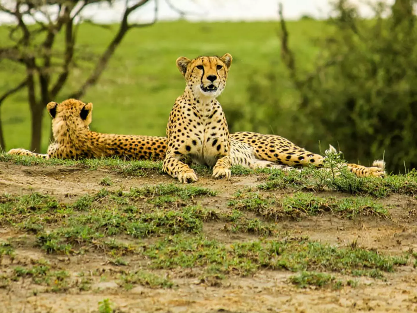 Tarangire National Park