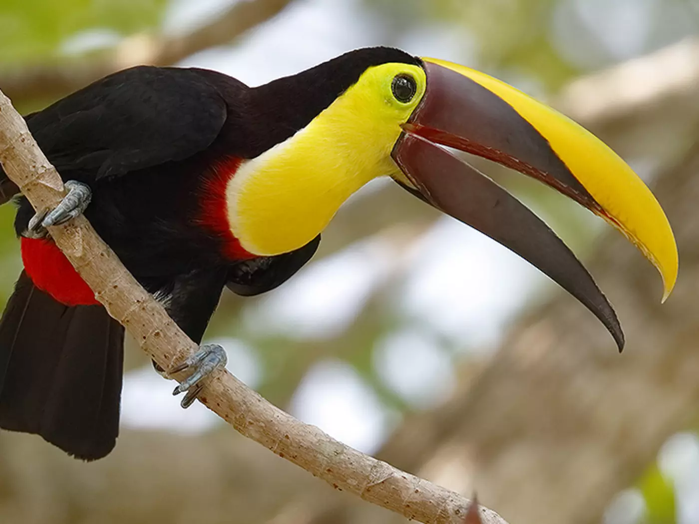 Gamboa Rainforest Reserve