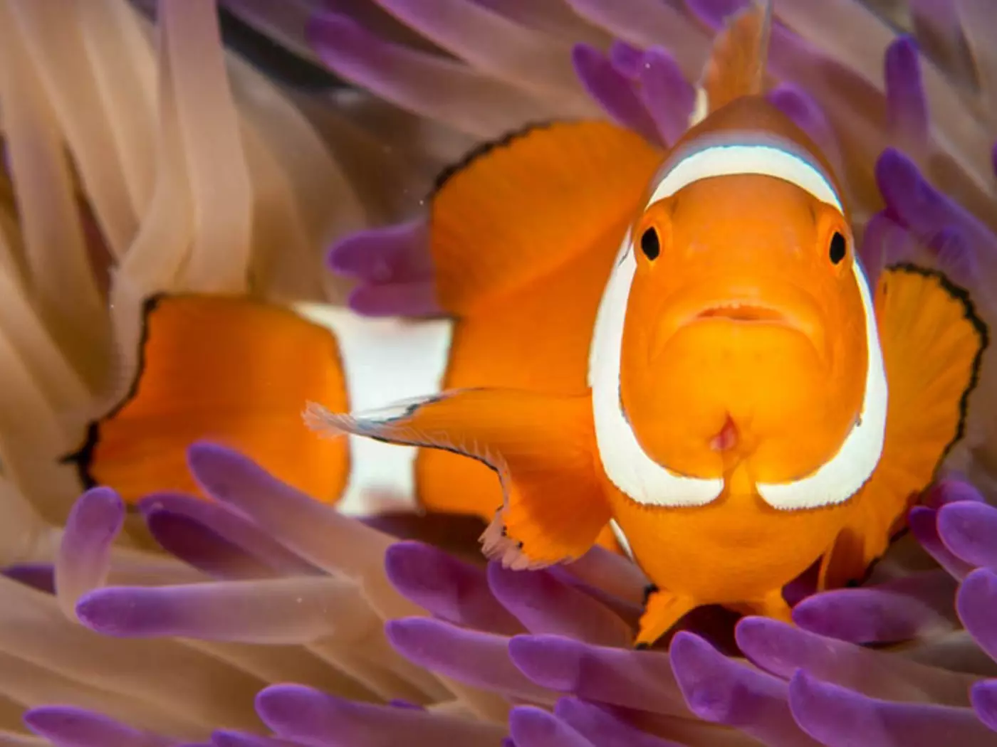 The Great Barrier Reef