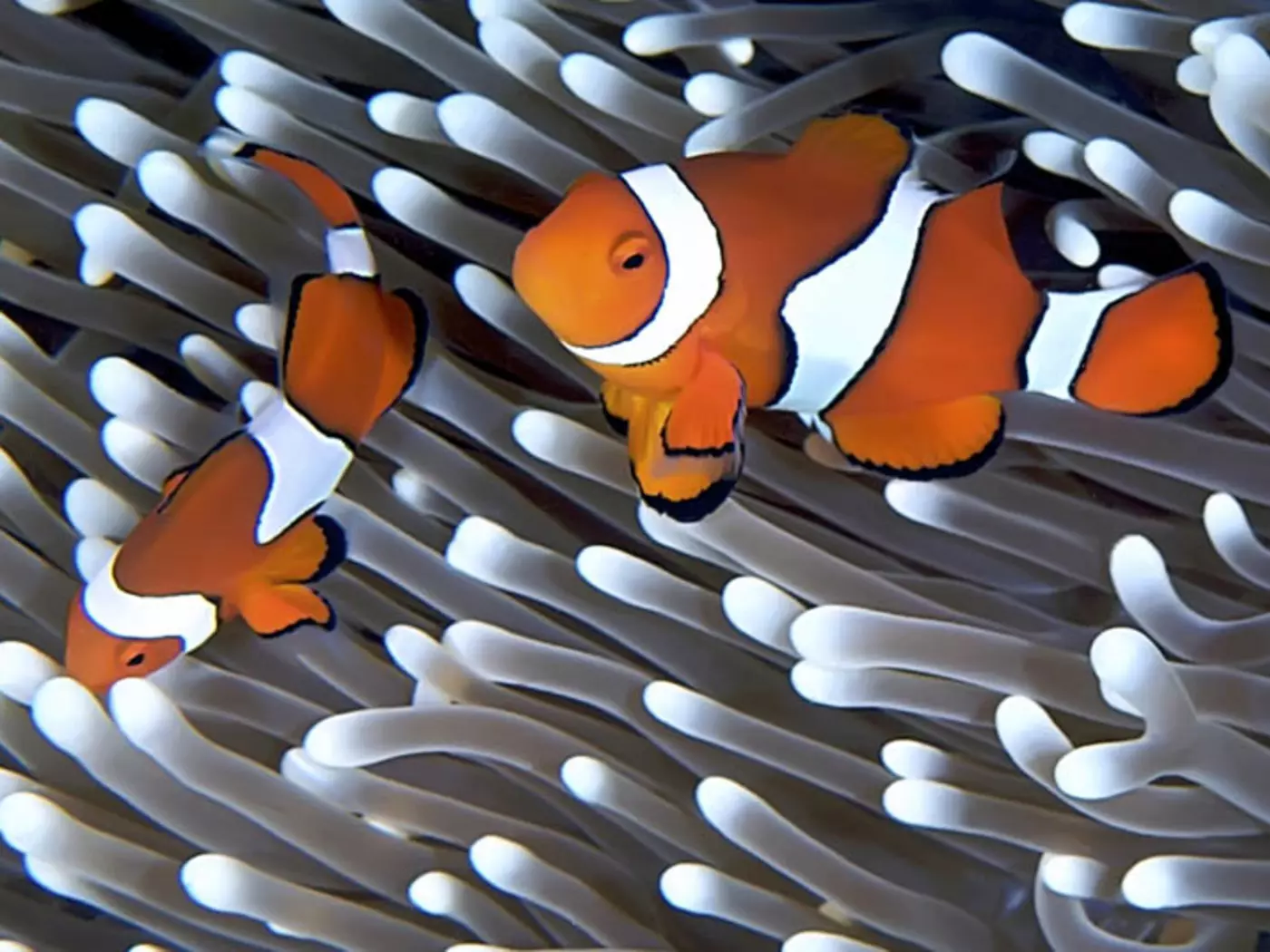 Home to diverse marine life, the Great Barrier Reef is the largest coral reef system in the world