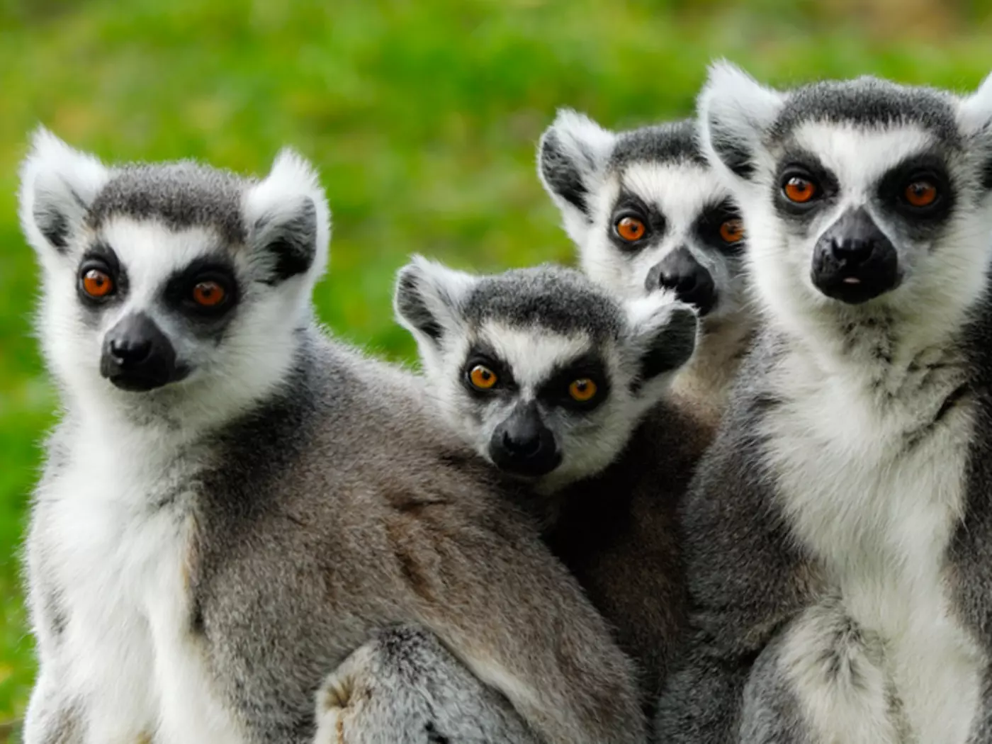 Ring Tail Lemurs