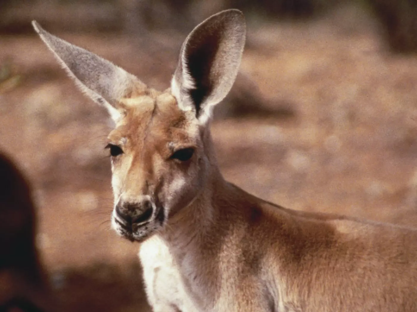 Drowsy Kangaroo
