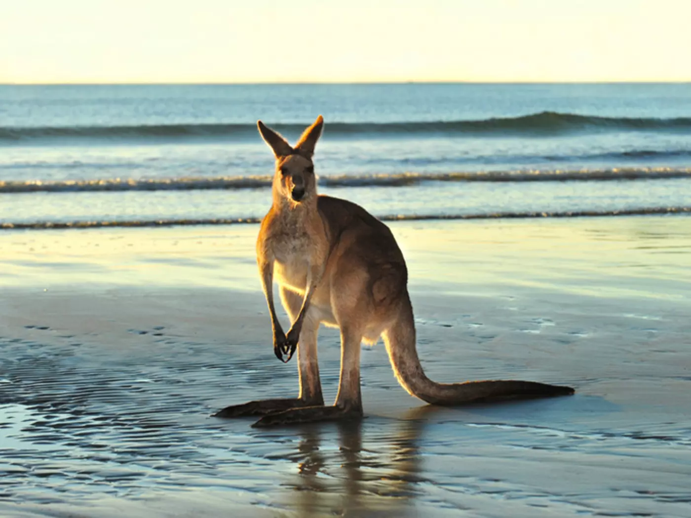 Eastern grey kangaroo on beach, near Mackay