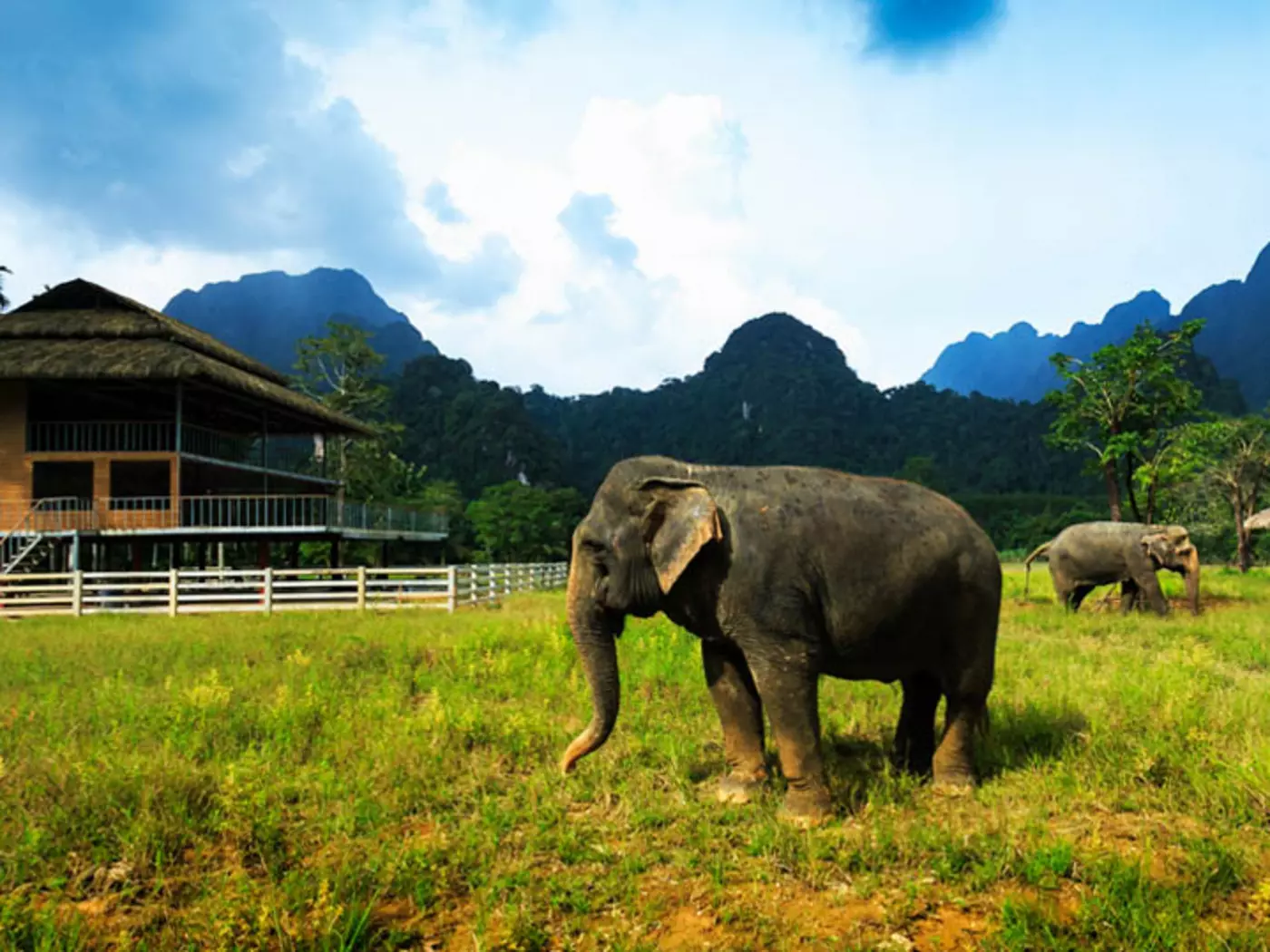 Elephant Hills is dedicated to the preservation of the Asian elephant