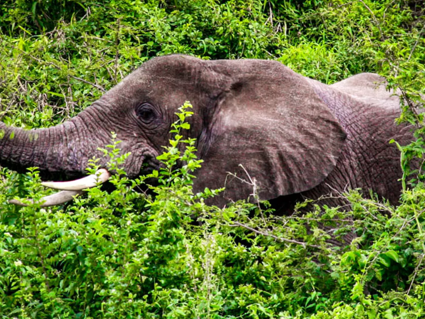 Uganda's elephant population has increased from 700 in 1980 to over 5,000