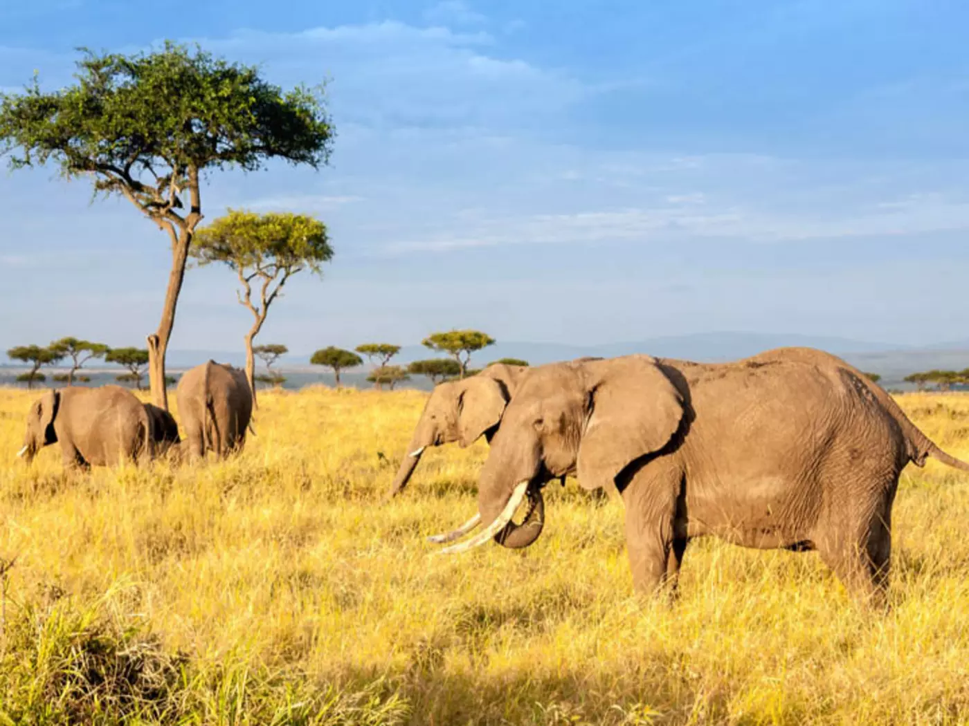 A herd of Elephants on the savanna