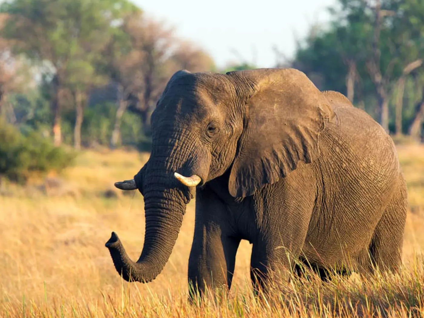 Botswana has over 130,000 elephants