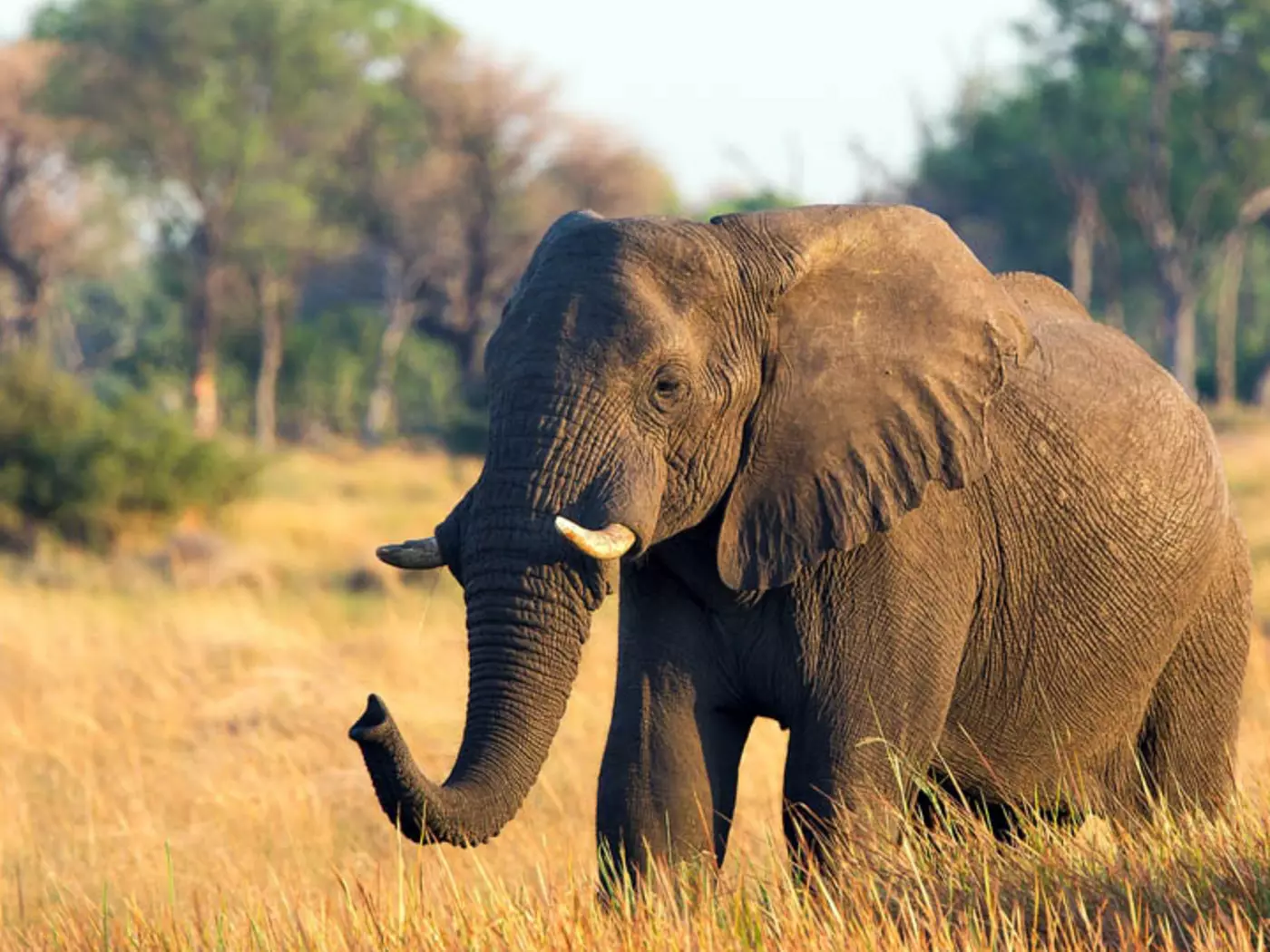 Botswana has over 130,000 elephants