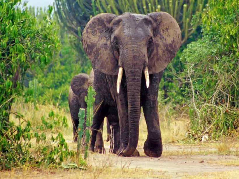 Elephants in the Queen Elizabeth National Park in Uganda