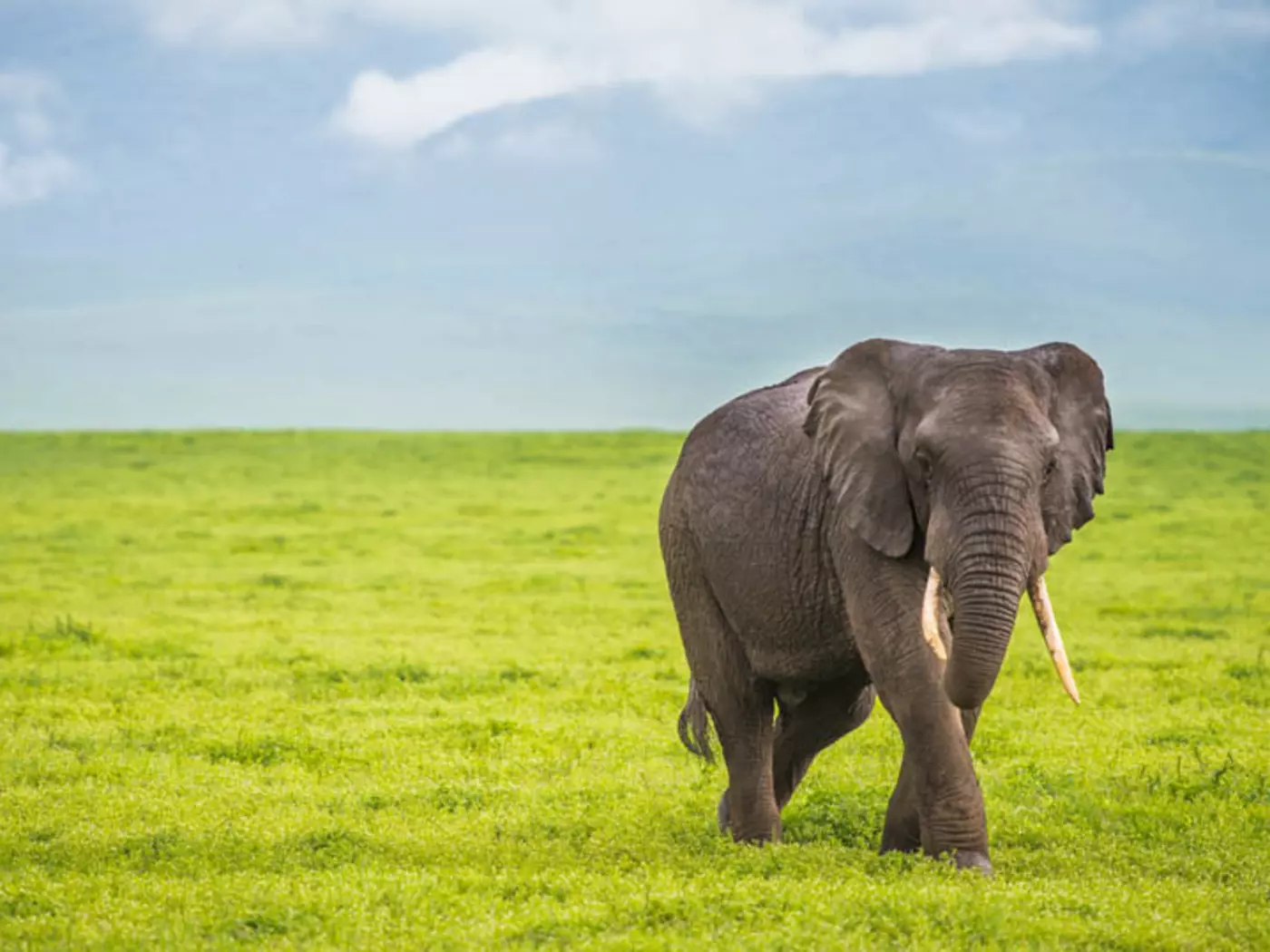 The Ngorongoro Crater