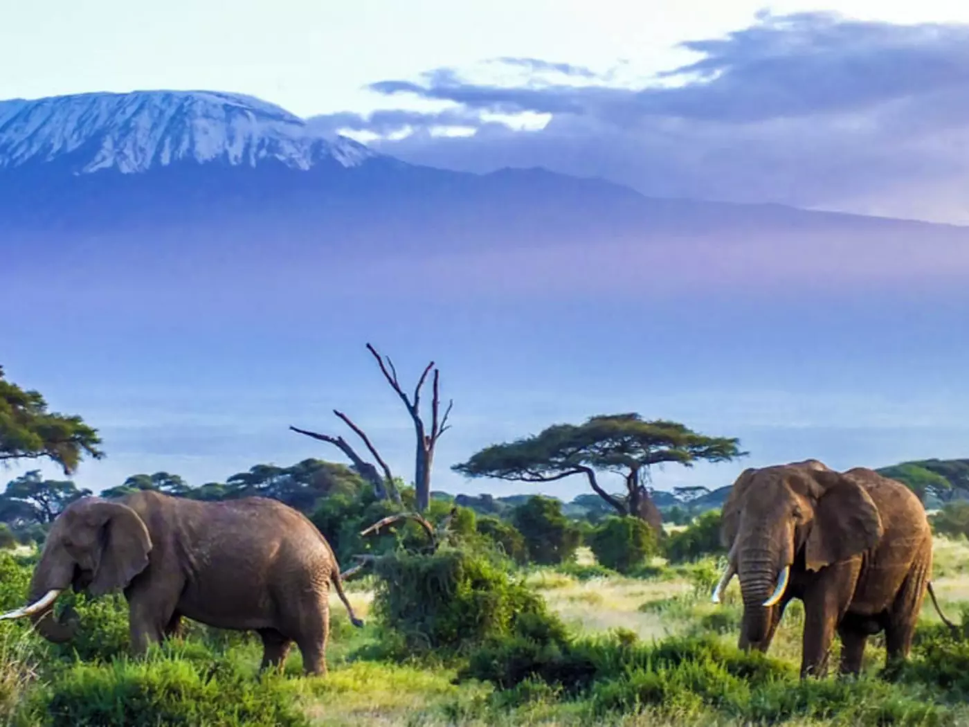 Amboseli National Park