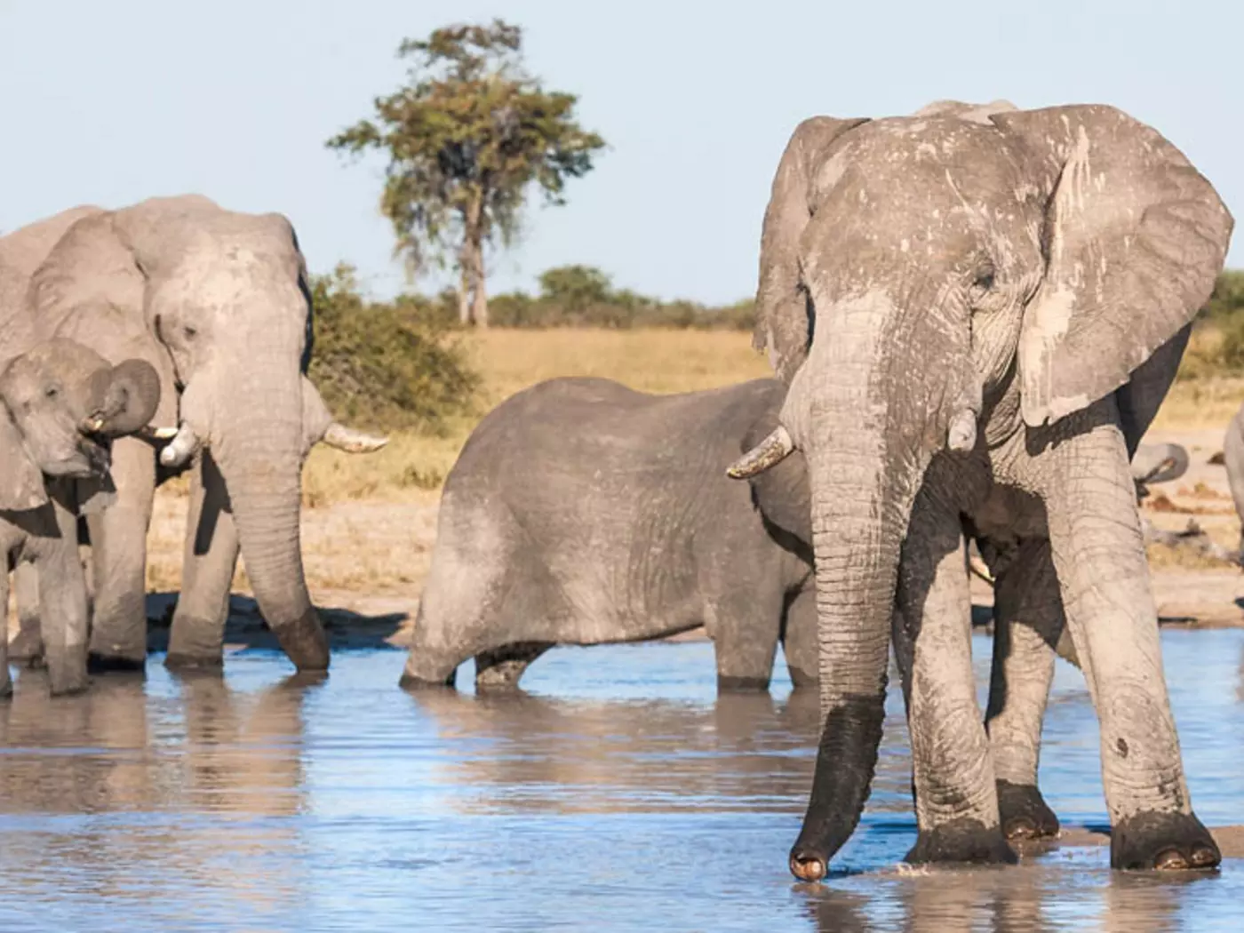 Chobe