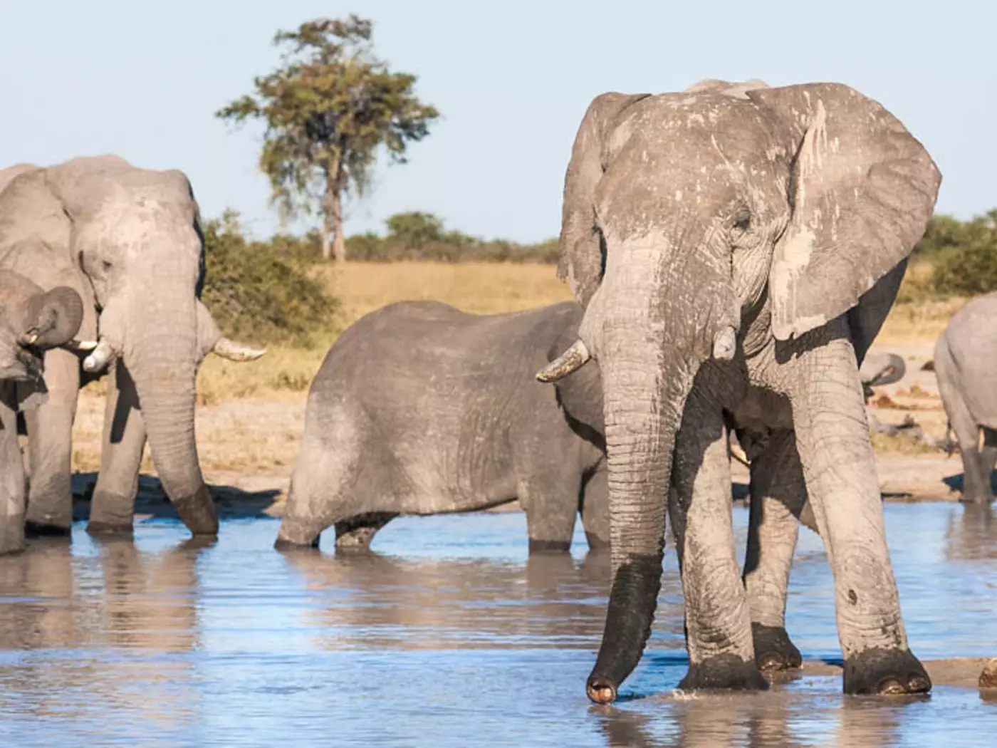 Chobe