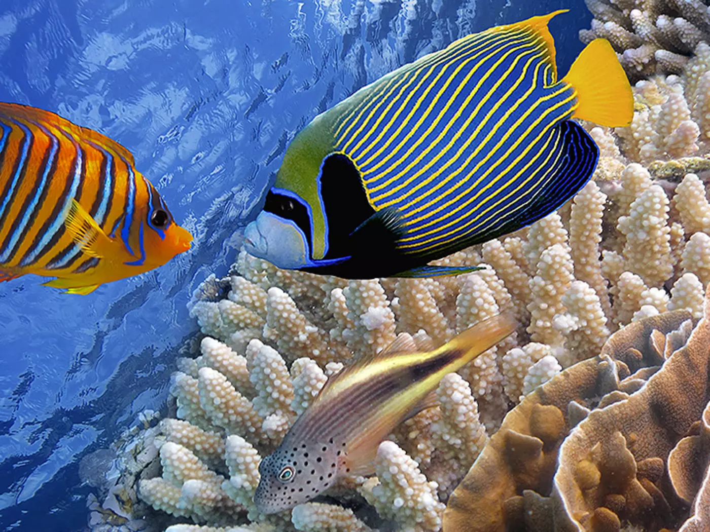 The Great Barrier Reef contains the world's largest collection of corals