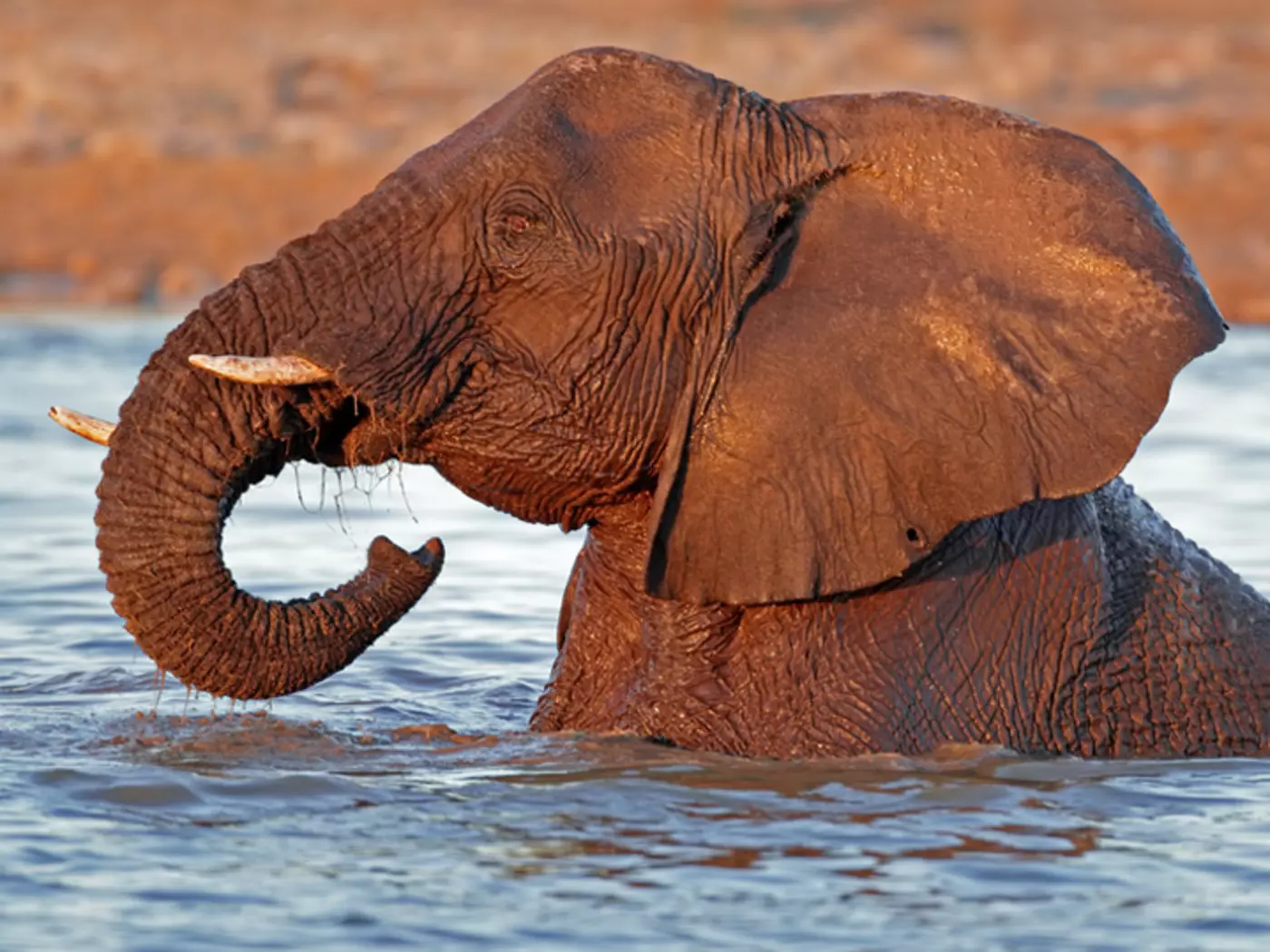 Etosha National Park