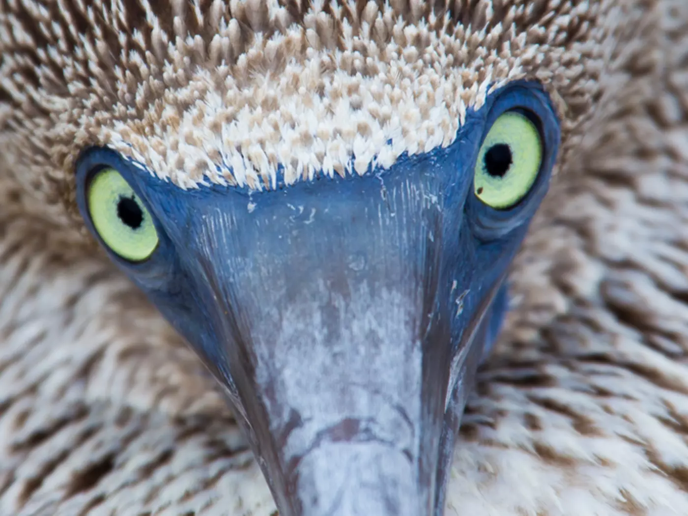 Blue Footed Booby - the Galapagos Islands, Ecuador