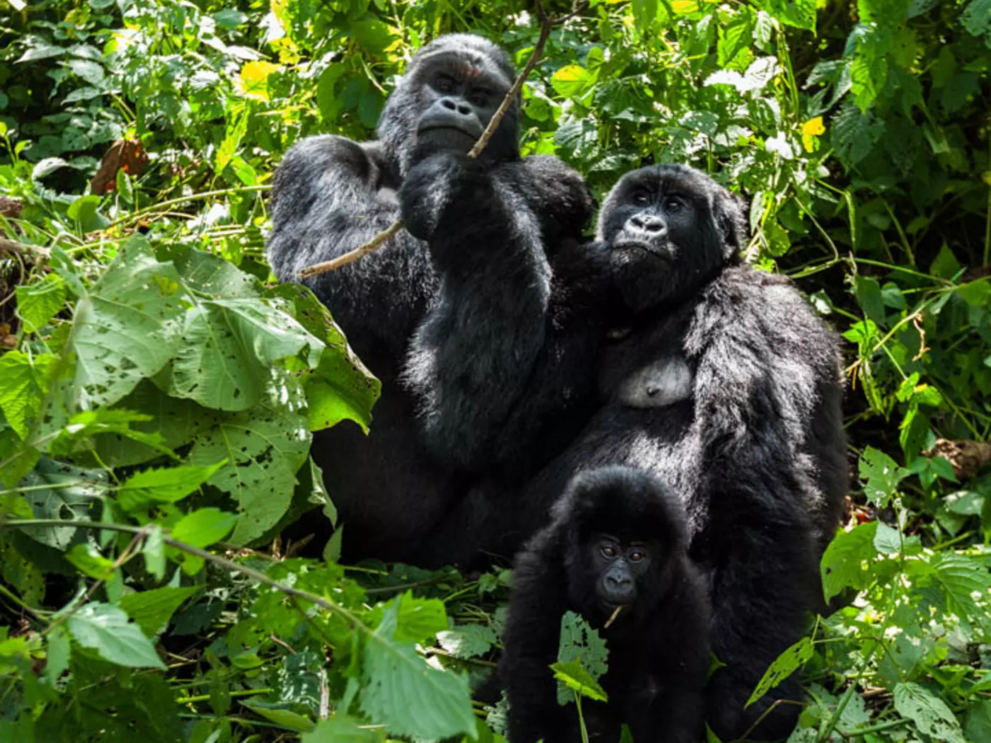 Gorilla family