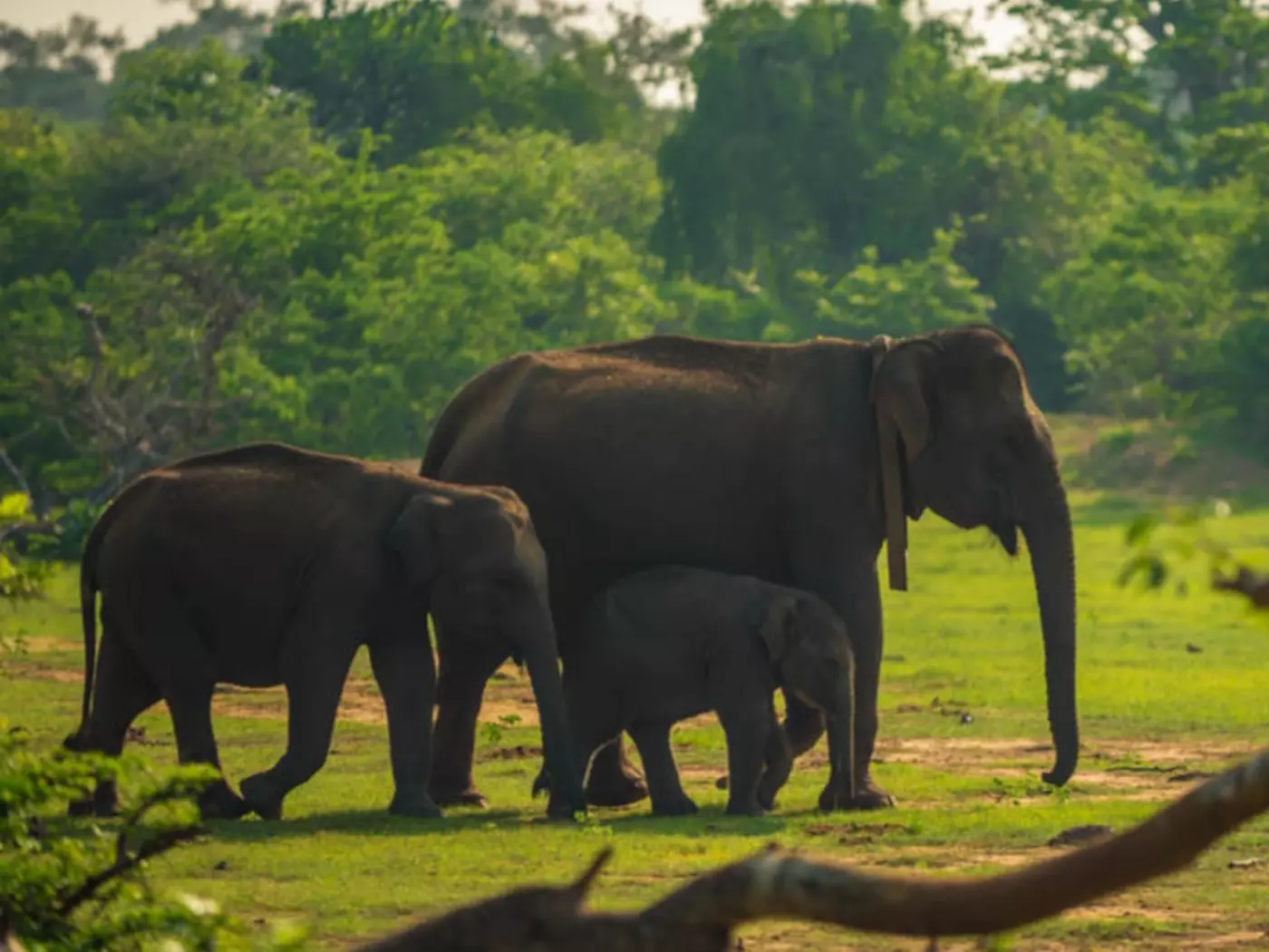 Family of wild elephants in the jungles of Yala National Park
