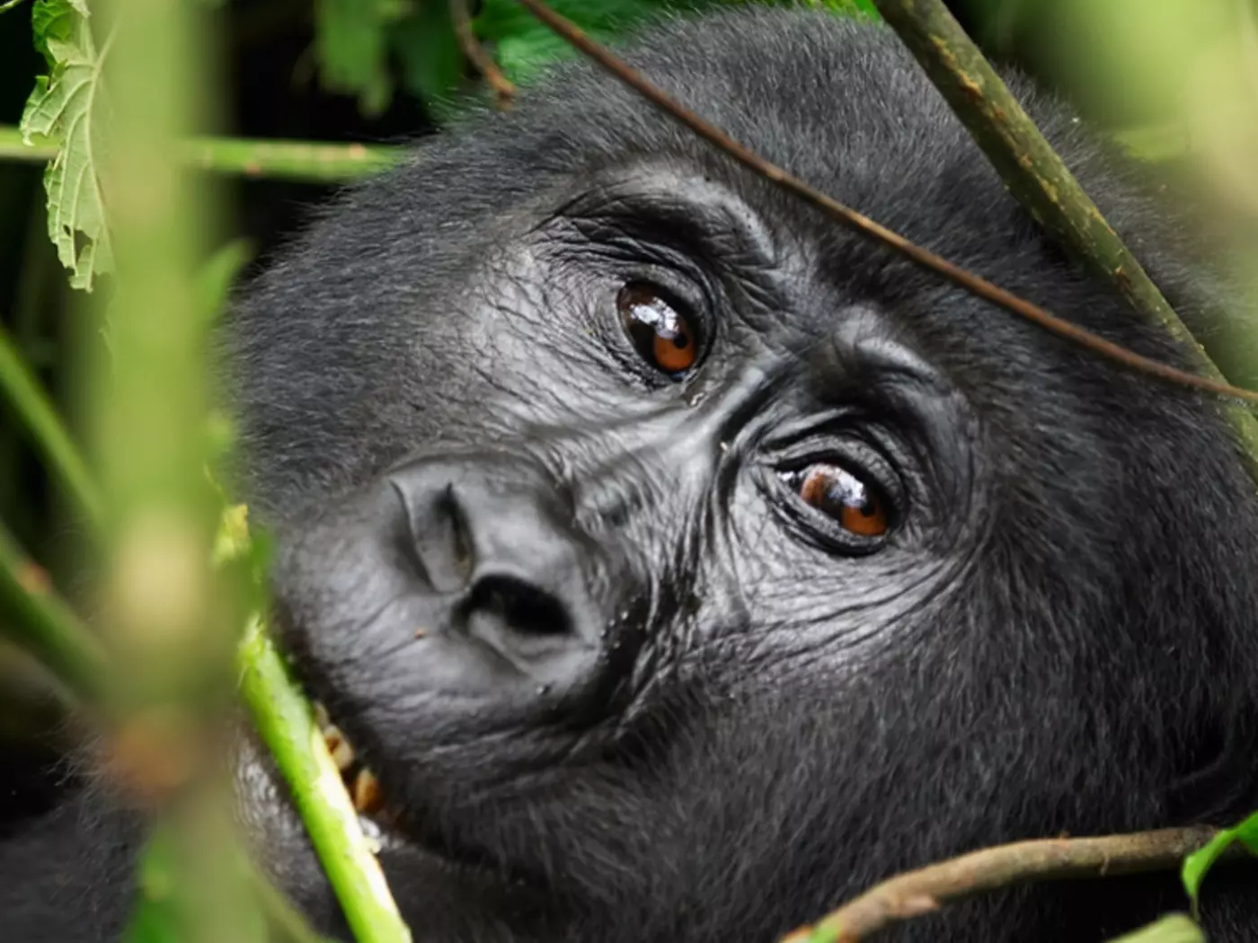 Female Mountain Gorilla