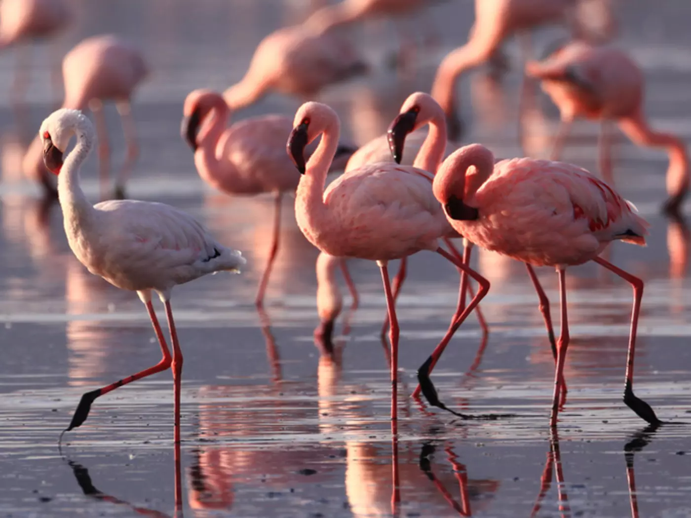 Lake Nakuru