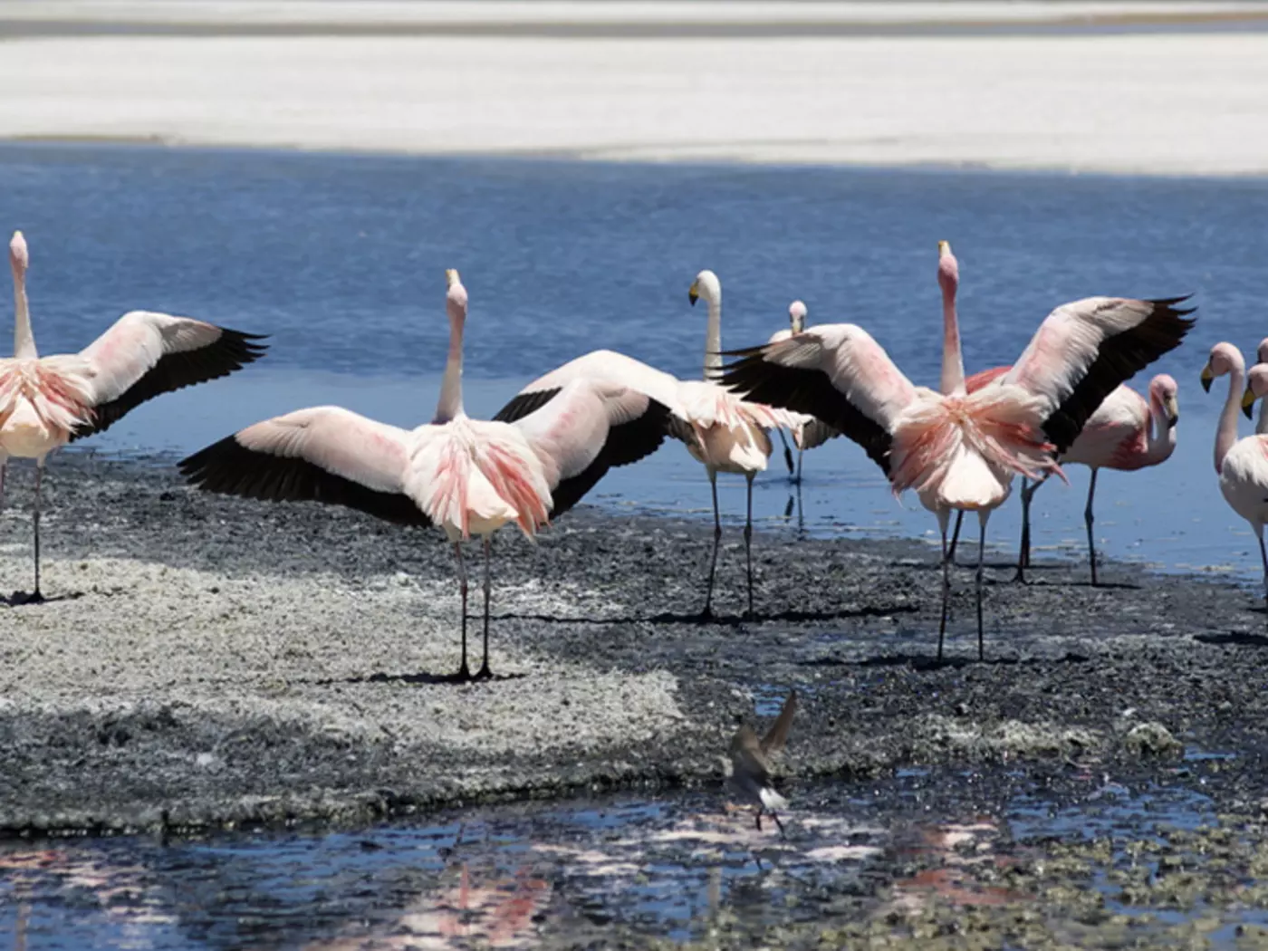 Flamingos on the Salt Flats, Potosi